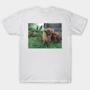 Scottish Highland Cattle Calves 1506 T-Shirt